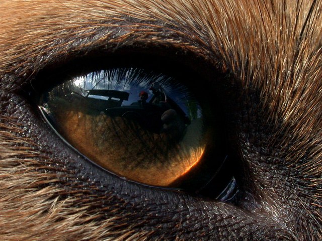 Зрение собаки | ЗооТом портал о животных
