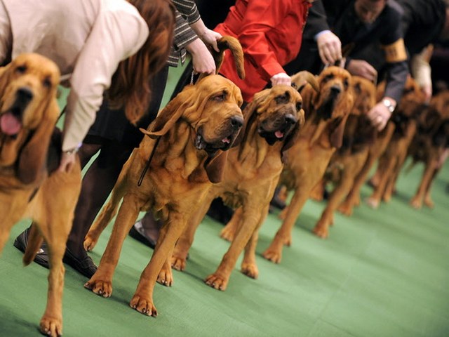 Выставки собак в Томске
