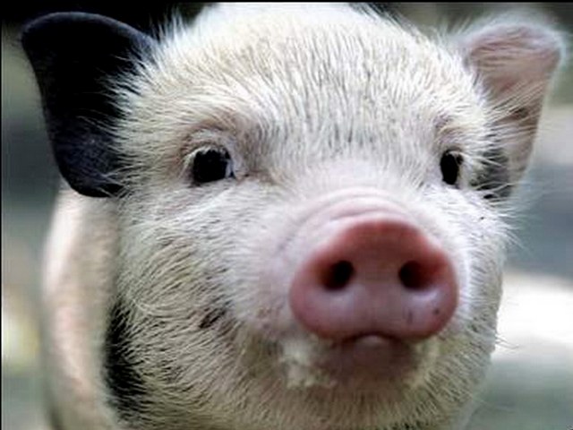 Породы свиней в Томске | ЗооТом портал о животных