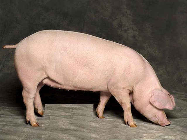 Породы свиней в Томске | ЗооТом портал о животных