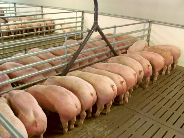 Содержание свиней и уход за ними в Томске | ЗооТом портал о животных