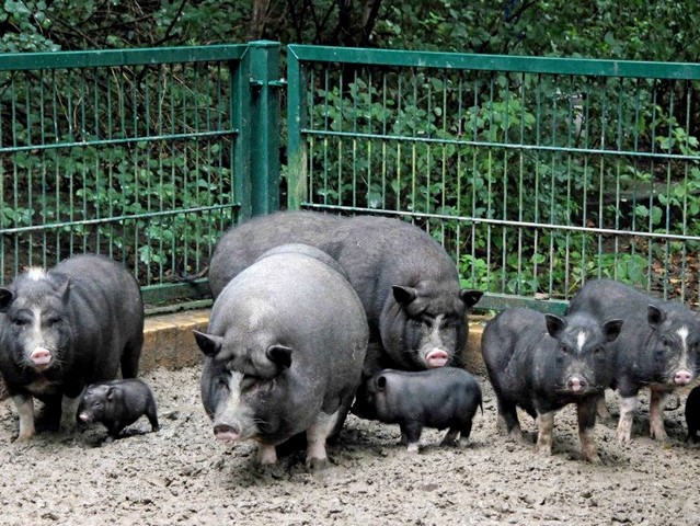 Содержание свиней и уход за ними в Томске | ЗооТом портал о животных