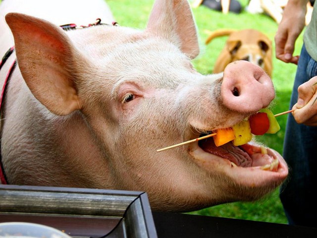 Статьи о свиньях в Томске | ЗооТом портал о животных
