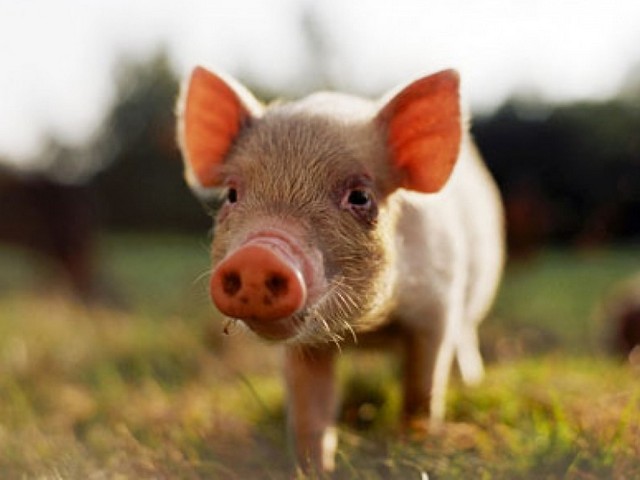 Все о свиньях в Томске | ЗооТом портал о животных