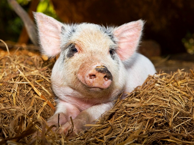 Все о свиньях в Томске | ЗооТом портал о животных